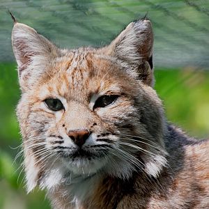 Bobcat (Lynx rufus)