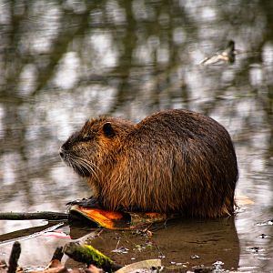 Nutria (Myocastor coypus)