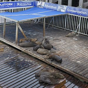 South African fur seals resting (2)