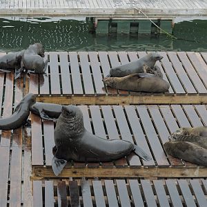 South African fur seals resting (1)