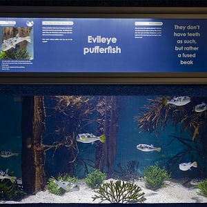 Evileye pufferfish tank