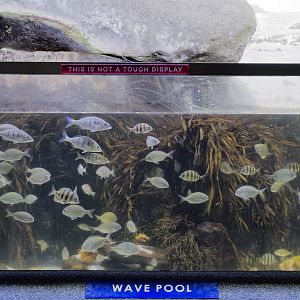 Wave pool tank