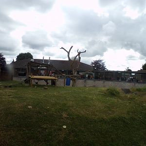 Western lowland gorilla enclosure 7.7.24