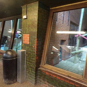 Ape indoors in tortoise house 7.7.24