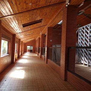 Black rhinoceros house  7.7.24