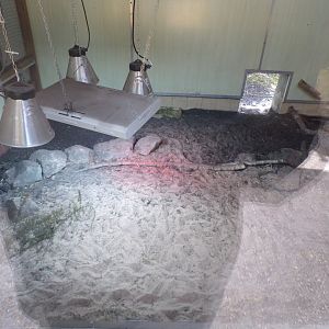 African spurred tortoise indoors 7.7.24