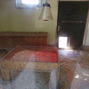 Meerkat indoors 7.7.24