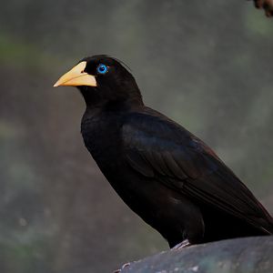 Crested Oropendola