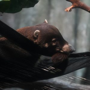 White-nosed Coati