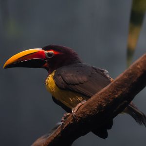 Green Aracari