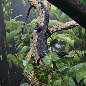 Black Tree Monitor