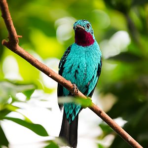 Spangled Cotinga
