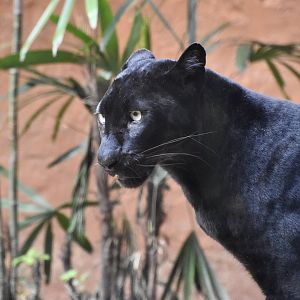 Black Leopard (Panthera pardus)