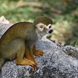 Common Squirrel Monkey (Saimiri sciureus sensu lato)