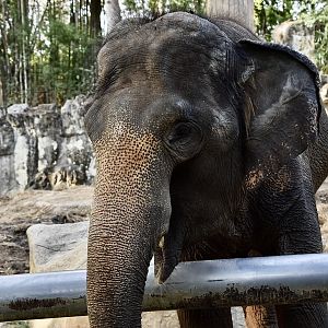 Indian Elephant (Elephas maximus indicus) female