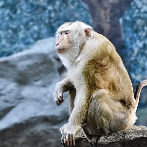 Northern Pig-Tailed Macaque (Macaca leonina)