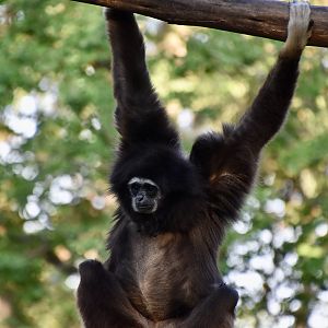 White-Handed Gibbon (Hylobates lar)