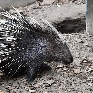 Malayan Porcupine (Hystrix brachyura)