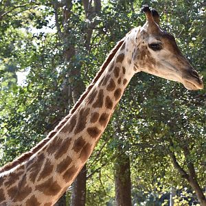South African Giraffe (Giraffa camelopardalis giraffa)