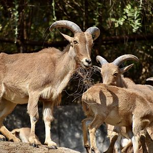 Barbary Sheep (Ammotragus lervia)