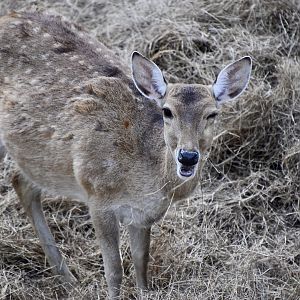 Sika Deer (Cervus nippon) female - does anyone know subspecies info?