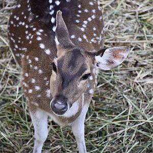 Chital (Axis axis) female