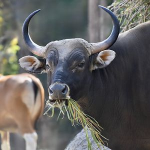 Burmese Banteng (Bos javanicus birmanicus) male