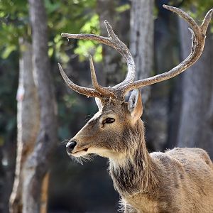 Burmese Brow-Antlered Deer (Rucervus eldii thamin) male