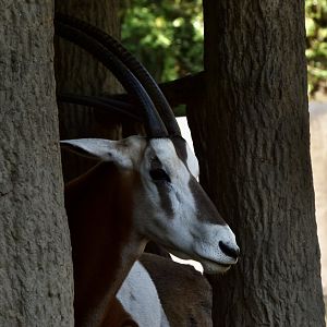 Scimitar-Horned Oryx (Oryx dammah)