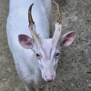Thailand Muntjac (Muntiacus vaginalis curvostylis) albino male