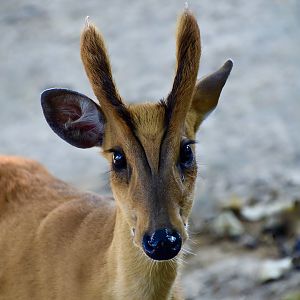 Thailand Muntjac (Muntiacus vaginalis curvostylis) male