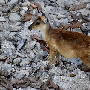 Thailand Muntjac (Muntiacus vaginalis curvostylis) young