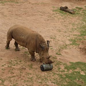 White Rhino