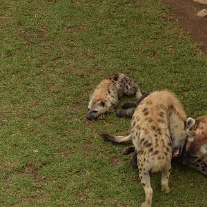 Spotted Hyena