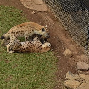 Spotted Hyena