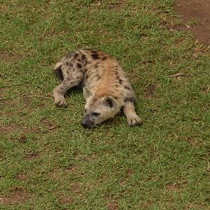 Spotted Hyena