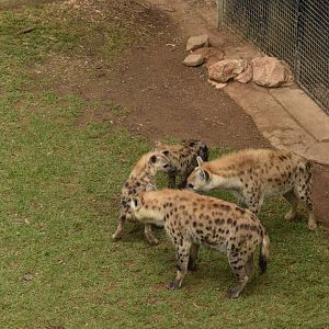 Spotted Hyena