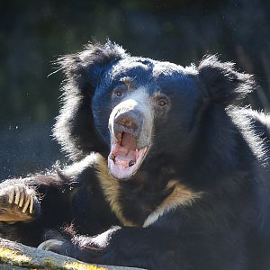 Sloth Bear