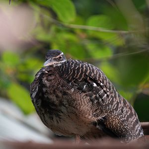 Sunbittern