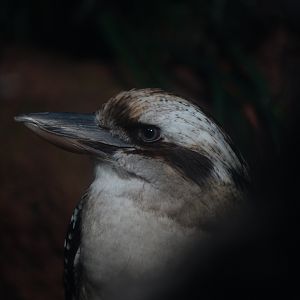 Laughing Kookaburra