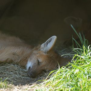 Maned Wolves