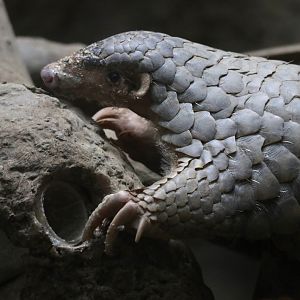 Chinese pangolin (Manis pentadactyla)