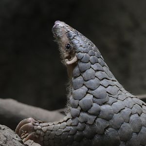 Chinese pangolin