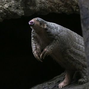 Chinese Pangolin