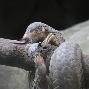 Chinese pangolin feeding