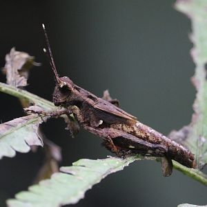 Ornate Short Horned Grasshopper (Traulia ornata)