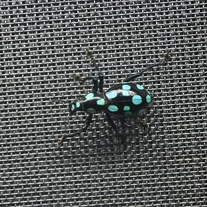 Pachyrhynchine Weevil (Pachyrhynchus sarcitis kotoensis)