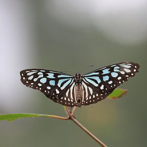 Liuchiou Blue Spotted Butterfly (Ideopsis similis similis)