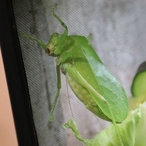 Lanyu Giant Katydid (Phyllophorina kotoshoensis)