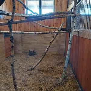 Egzotarium - Sykes Guenon - Second enclosure